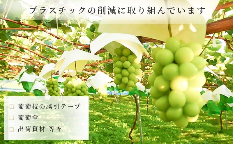 山形県産ぶどう 冷蔵貯蔵 『シャインマスカット』資材込み約2キロ×2箱 2026年12月～発送】冷蔵貯蔵 シャインマスカット 2～4房 約1.5kg