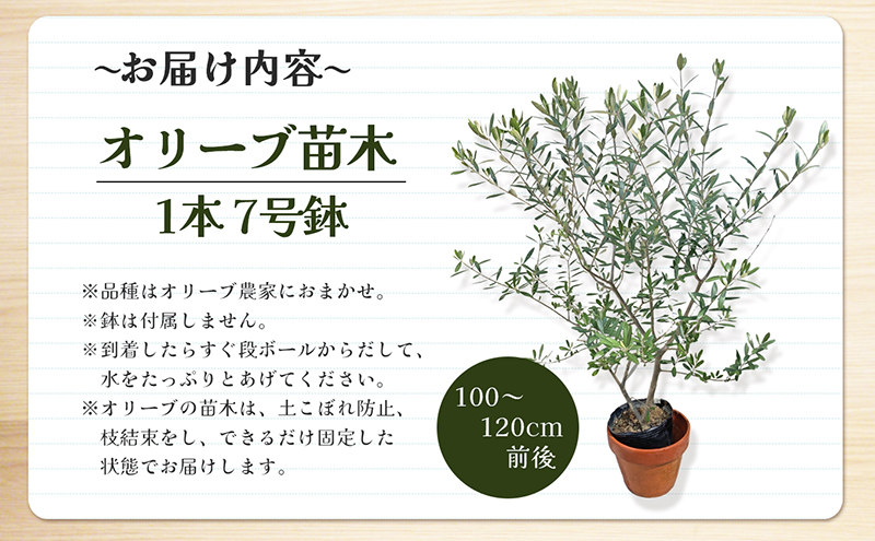 オリーブ 苗木 オリーブの木 1本 7号鉢 直径21cm 高さ100cm 120cm前後