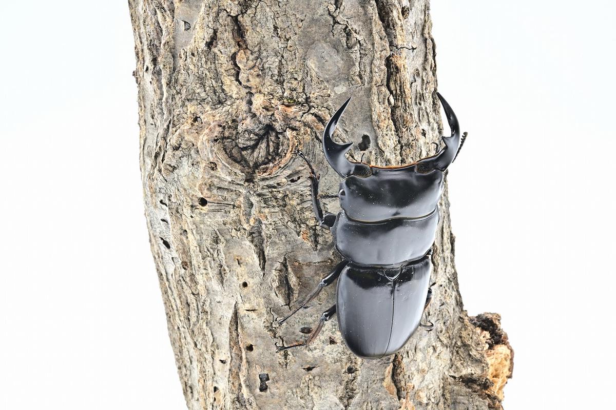 国産オオクワガタ 新成虫 オス、メスセット サステナブル オオクワガタ オス メス 成虫ペアセット クワガタ 成虫