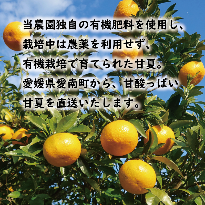 先行予約：2026年12月中旬～なくなり次第終了】 訳あり 甘夏 10kg 7000