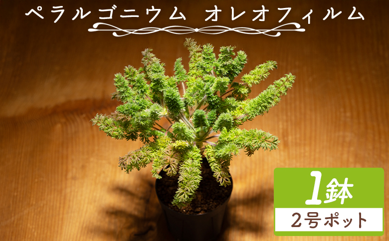塊根植物 オレオフィルム ペラルゴニウム - 植物 インテリア