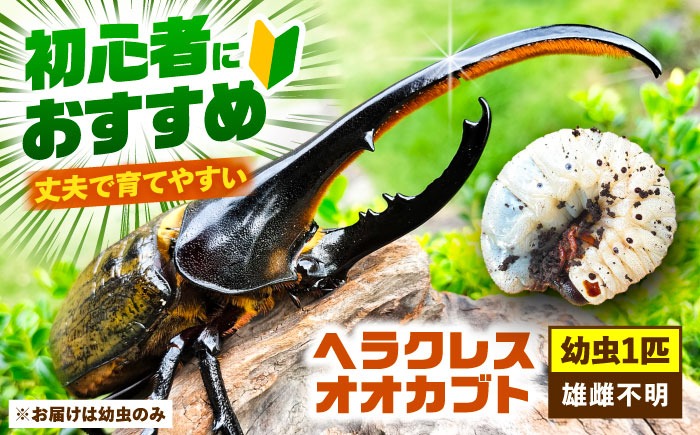 先行予約】 ヘラクレスオオカブト幼虫1匹（2〜3齢）【配送不可地域
