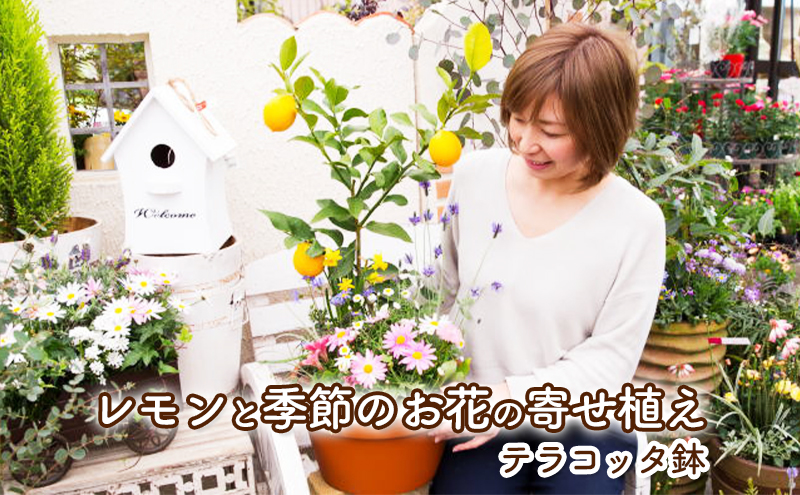 レモンの木 テラコッタ鉢付き レモンの木鉢植え(つぼ型テラコッタ鉢) | 福岡県朝倉市 | ふるさと納税