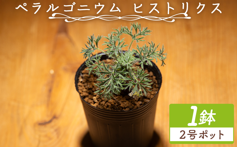 塊根植物 ヒストリクス ペラルゴニウム - 植物 インテリア ナチュラル