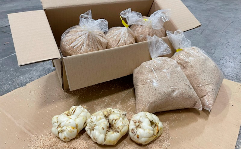 規格外】十勝幕別 忠類ゆり根 500g（M～2L）3～5玉［JA忠類］9月～3月