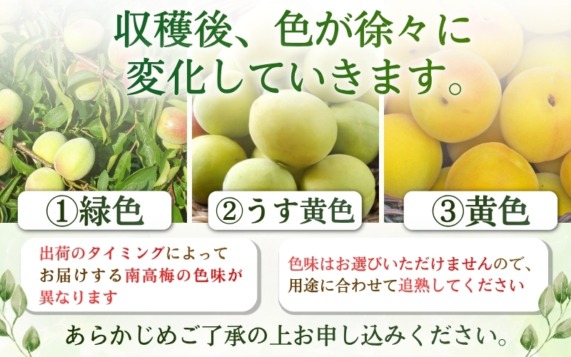 梅干・梅酒用】（4Lまたは3L－10kg）熟南高梅＜2027年6月上旬～7月上旬