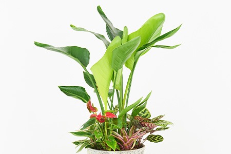 オリジナルアレンジ観葉植物 Lサイズ【寄せ植え インテリア リビング