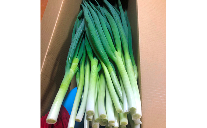 4か月定期便】生産農家直送 京野菜・九条ねぎ2kg〈定期便 ねぎ ネギ 葱