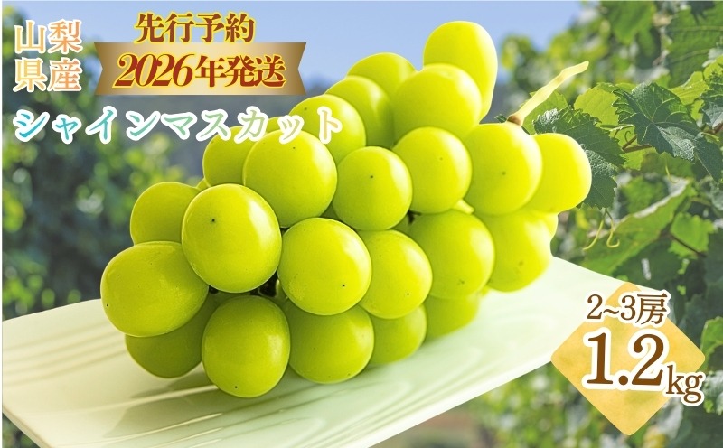 2026年 先行予約】山梨県産 シャインマスカット 約1.2kg (2房～3房