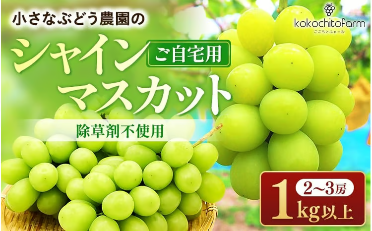 2026年先行予約】 小さなぶどう園の シャインマスカット ご家庭用 2～3