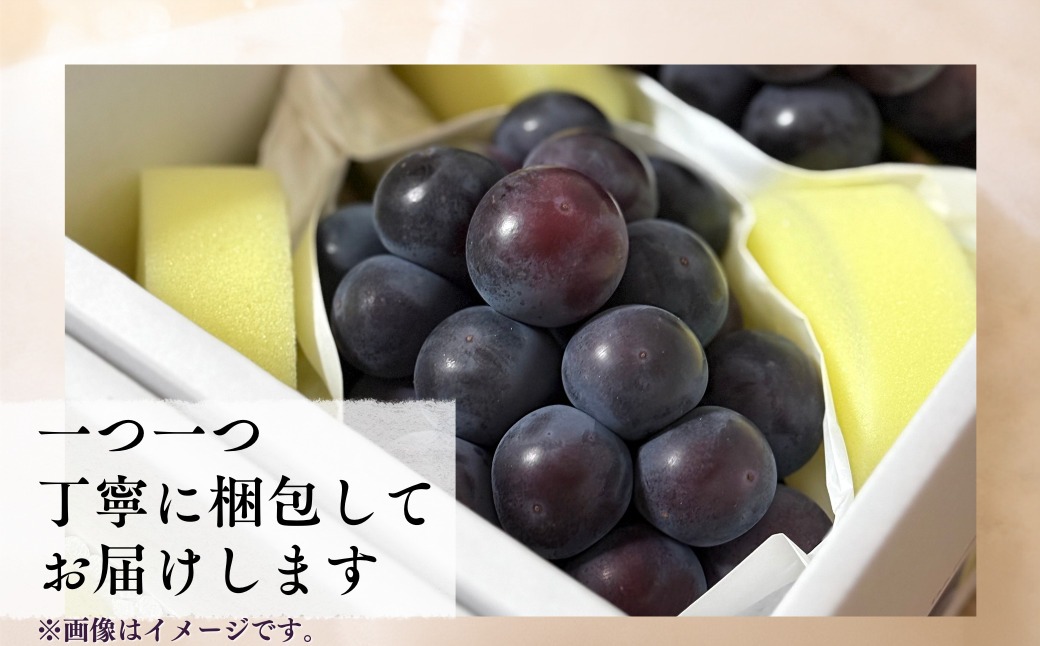 先行受付】 岡山県産 オーロラブラック 1kg（2房） | オーロラブラック
