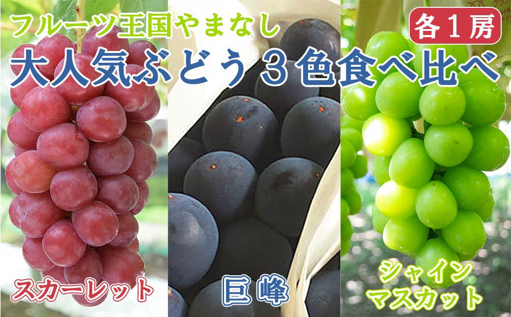 葡萄食べ比べ‼️シャインマスカット・サンシャインレッド・スカーレット ぶどう2種食べ比べ（シャインマスカット・サンシャインレッド