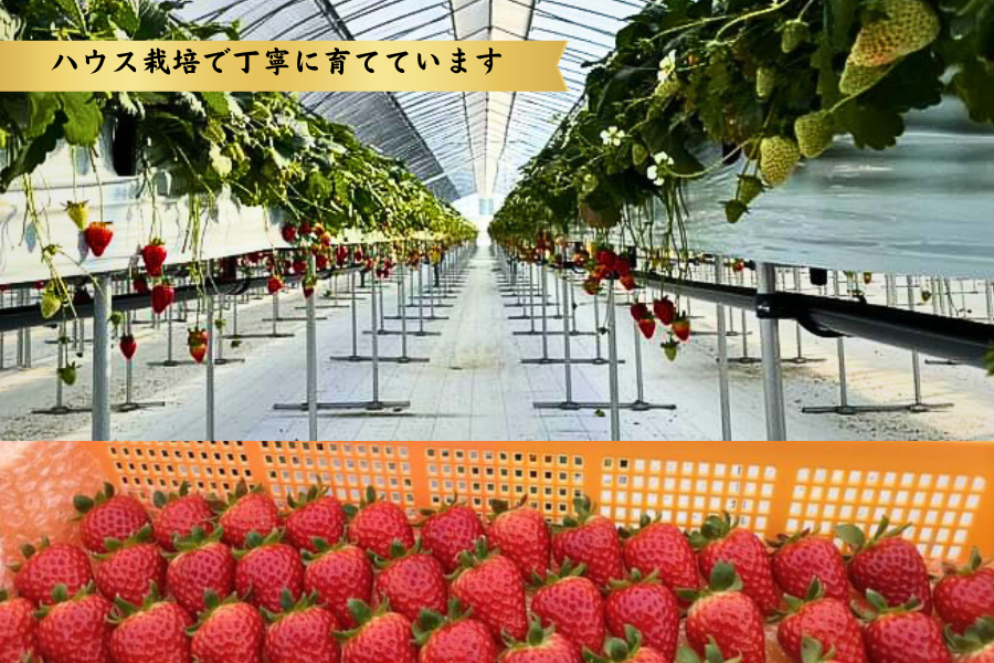 いちごさま いちご好き必見！高知県産「だるま苺」と奈良県産「古都華」を