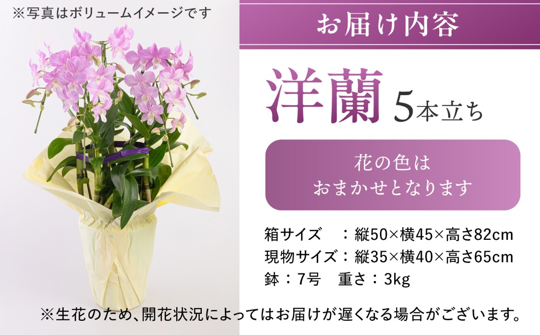 30セット 限定 】 デンファレ （ 洋蘭 ） 5本 立ち 《糸島》【和饗エコ
