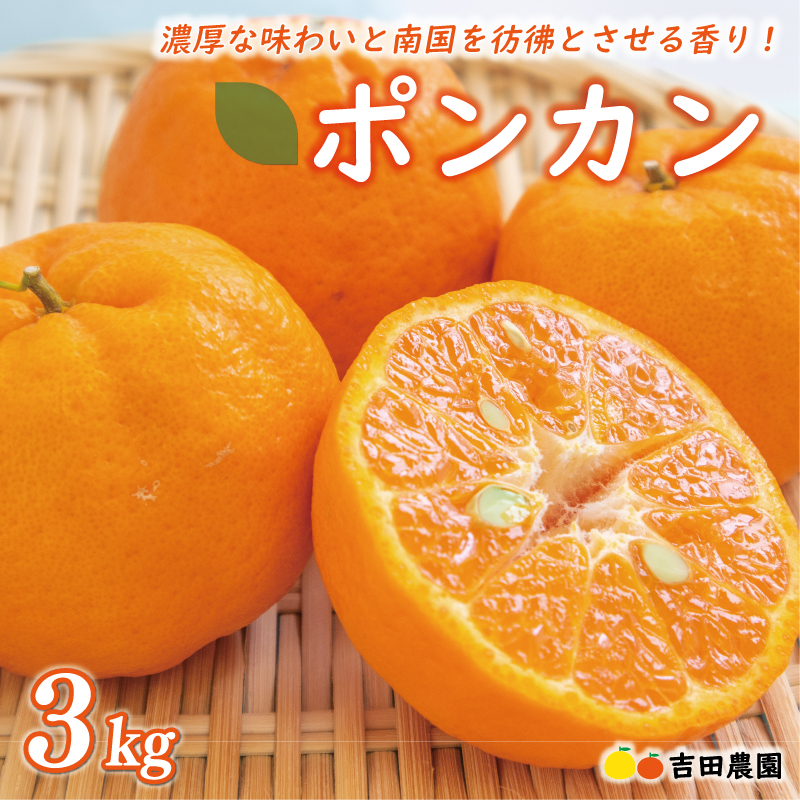 数量限定 順次発送 お試し用 ポンカン 3kg 9000円 みかん mikan 蜜柑