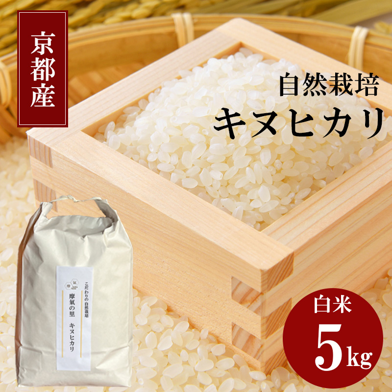 キヌヒカリ 5kg 新米 京都 丹波 お米 米 精米 きぬひかり 産地直送 令