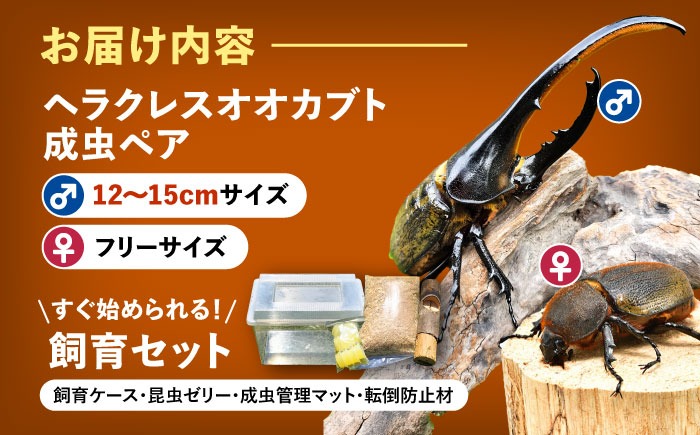 最終値下げ　ヘラクレスオオカブト　161mmペア 最終値下げ ヘラクレスオオカブト 161mmペア - メルカリ