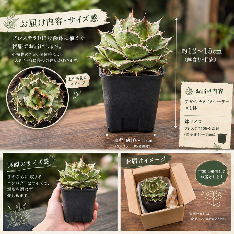 アガベ チタノタ シーザー（兵庫県加西市） | ふるさと納税サイト