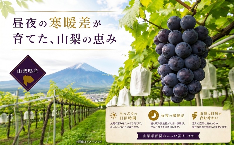 昼夜の寒暖差が育てる山梨県産ピオーネ