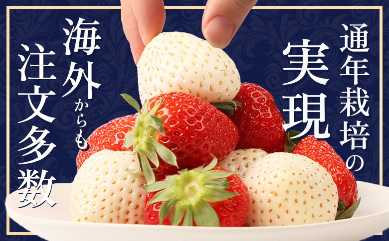 浴衣ゆかた単品いちご苺イチゴ果物フルーツお菓子スイーツホイップクリーム赤ピンク白 浴衣ゆかた単品いちご苺イチゴ果物フルーツお菓子スイーツ