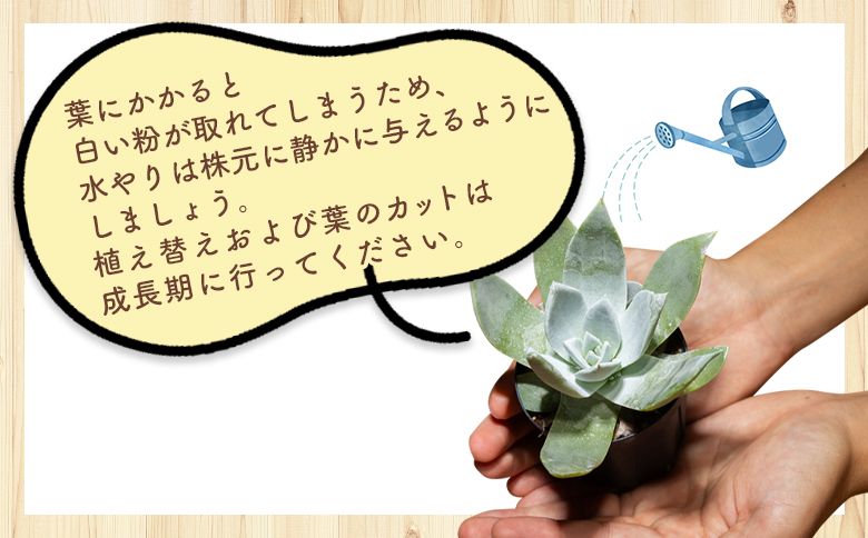 写真3-6枚目！ 特別選抜短葉太葉！　ダドレア　仙女盃　ブリトニー　多肉植物 Yahoo!オークション - σ ダドレア ブリトニー (仙女盃) 実生選抜 4号