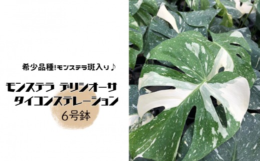 モンステラ デリシオーサ タイコンステレーション 6号鉢（茨城県常総市