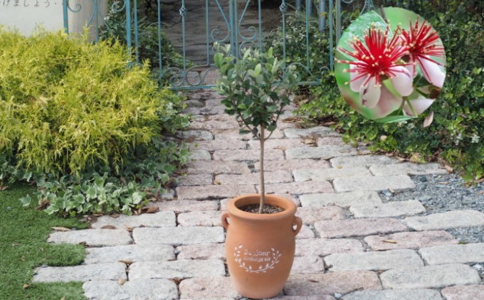 フェイジョア 鉢植え（つぼ型鉢） 植物 トロピカル 果樹 南国