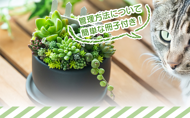 多肉植物の寄せ植え Mサイズ - 鉢植え インテリア ガーデニング