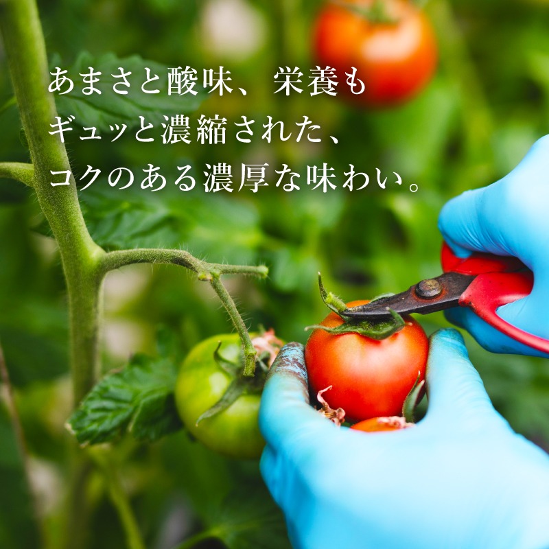 先行予約】アメーラ トマト ミニトマト 5パック セット