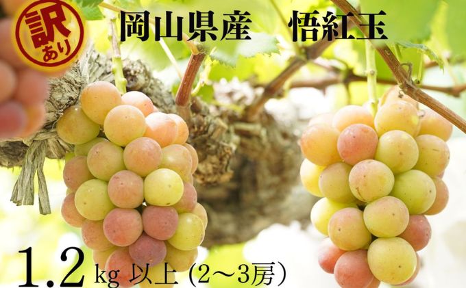 訳あり 悟紅玉 旧ゴルビー 2～3房 合計1.2kg以上 産地直送 朝採れ
