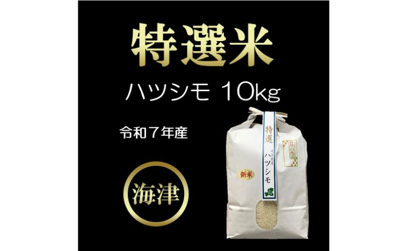 オンライン決済限定】【令和7年度産/白米】特選米ハツシモ (10kg