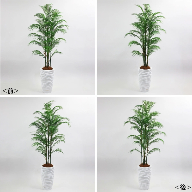 観葉植物 エミリオ・ロバ パーム 4L TUTTA14850 ヤシの木 アーティ