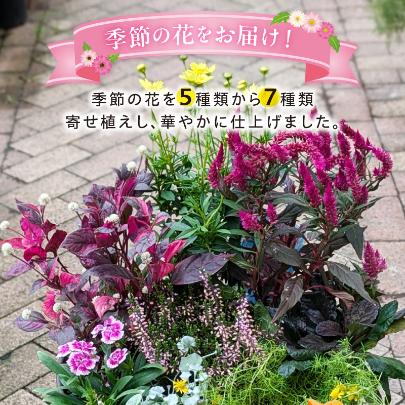 ガーデニング 季節の寄せ植え［142F01］（愛知県小牧市） | ふるさと