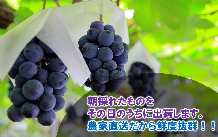 テレビで紹介されました！【先行予約】【令和8年発送】農家直送！ 新鮮