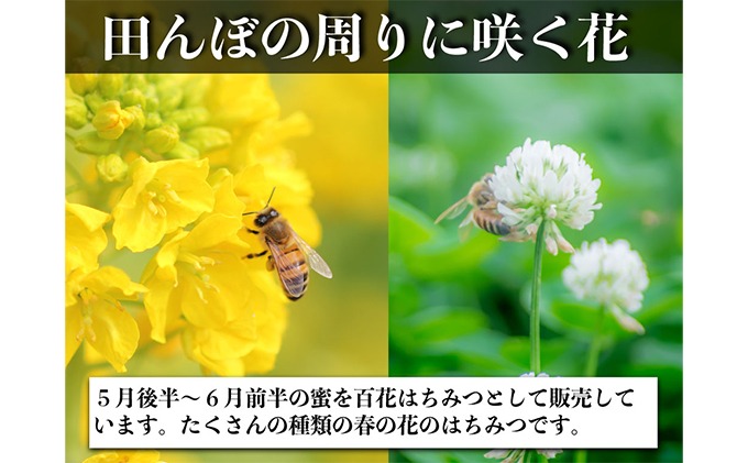 ちーです(*^^*)　レンゲ蜜１０本 レンゲ はちみつ×1本 240gと 百花 はちみつ×1本 300g のセット 岡山県