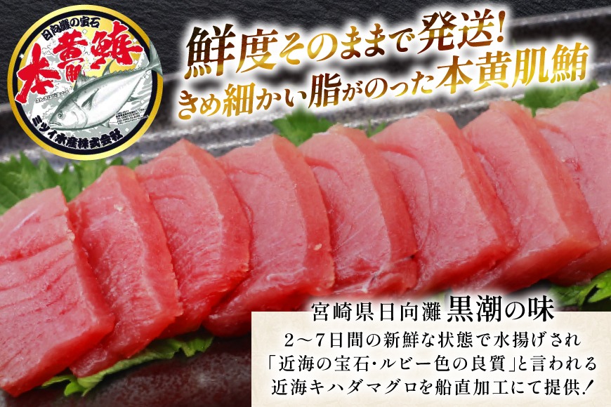 期間限定発送】 マグロ 刺身 宮崎県産 天然 キハダマグロ 約500g
