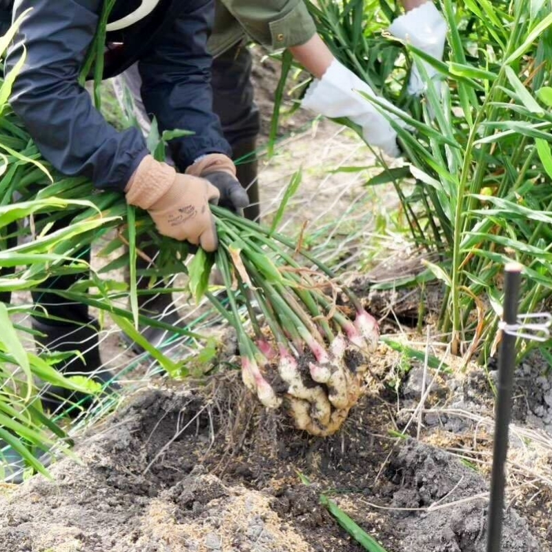 2026年発送分予約】京都府産 新生姜 4kg 栽培期間中 農薬 化学肥料