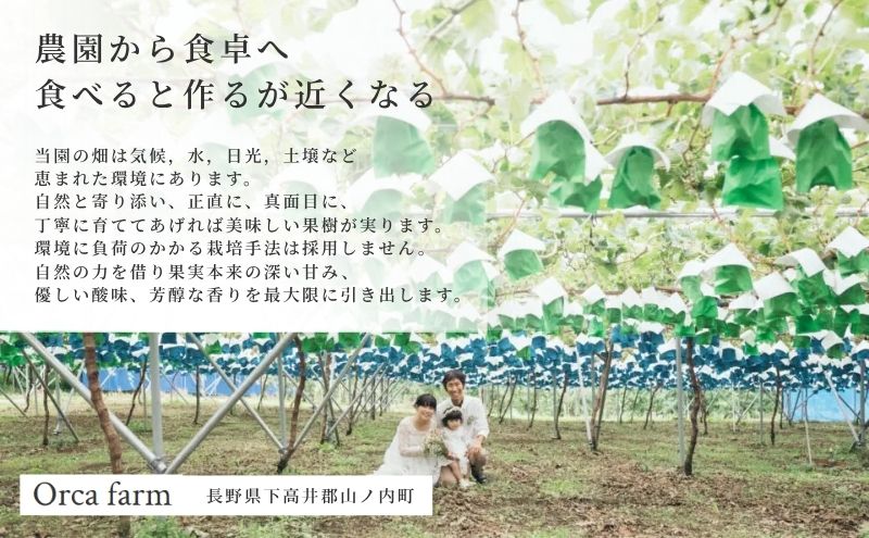 2026年12月～発送】冷蔵貯蔵 シャインマスカット 2～4房 約1.5kg