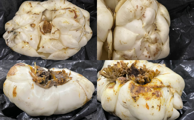 規格外】十勝幕別 忠類ゆり根 1.5kg（M～2L）9～15玉【 北海道 幕別町