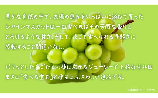 訳あり 】 シャインマスカット 4kg 【2026年8月発送開始】(茨城県共通