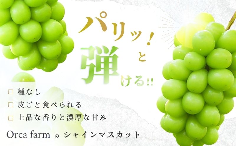 果物　葡萄　ぶどう　ブドウ　シャインマスカット　A品綺麗　大容量　3箱　セール 2026年10月～発送】シャインマスカット 3～6房 約3kg ぶどう ブドウ