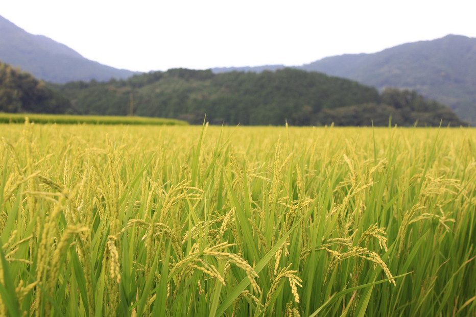 1088.【令和7年産】【食味鑑定士厳選】 鳥取県産 コシヒカリ15kg (5kg