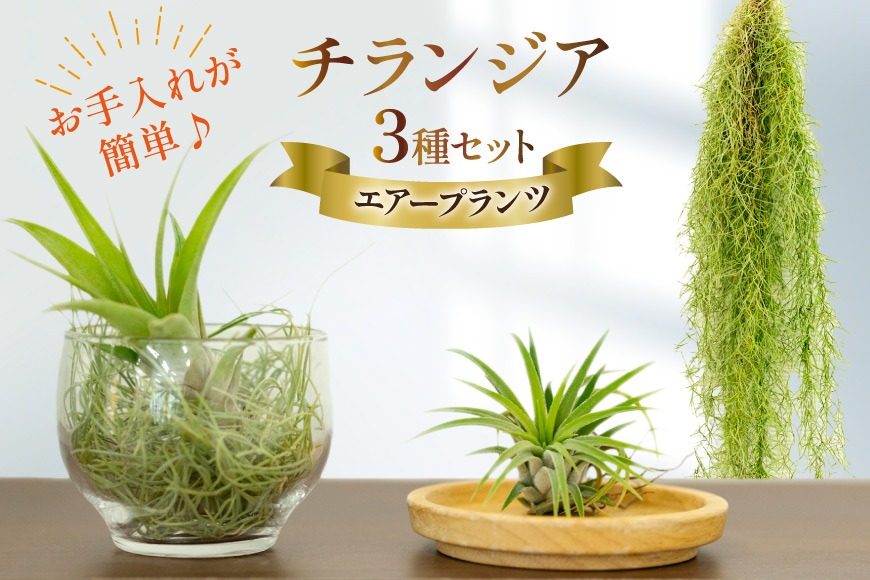 AI177 チランジア 3種 セット [ 観葉植物 インテリア エアープランツ
