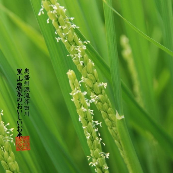 米 【令和8年産 予約受付】 ヒノヒカリ 10kg 精米 奥播州源流 芥田川産