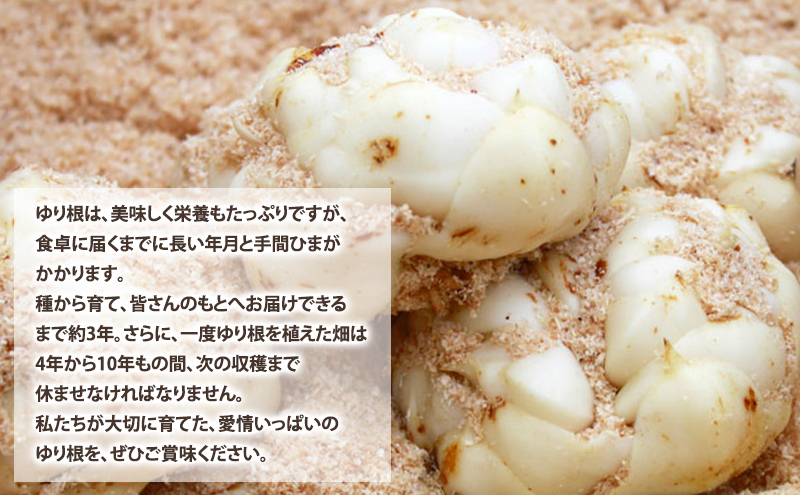 2026年秋冬発送】甘くてホクホク！北海道富良野産 訳あり ゆり根【2kg