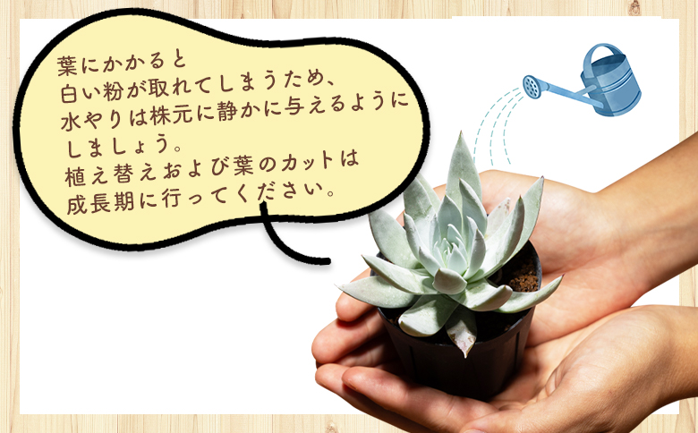 クサンチ ダドレア - 多肉植物 植物 ベンケイソウ科 分頭タイプ