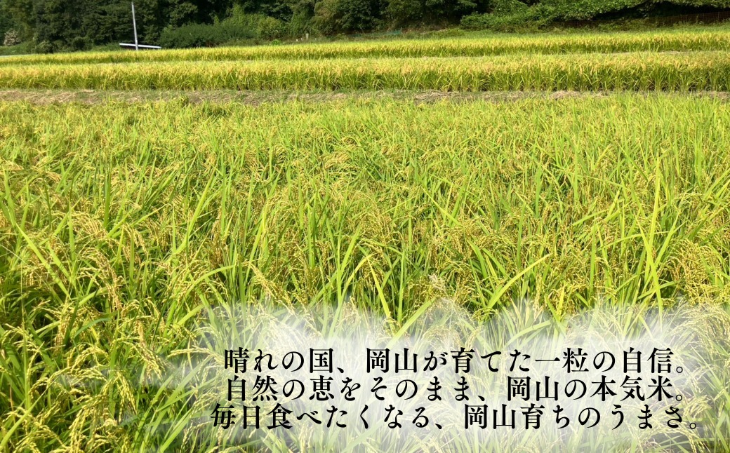 先行予約 令和8年産 新米 岡山県産米10㎏(にじのきらめき）| 岡山県産