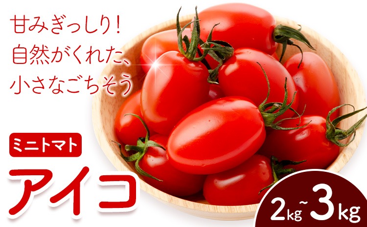 ミコちゃん 30日発送予定 アイコ6kg ミニトマト  農家直送 宮崎県産ミニトマト「アイコ」3kg【 宮崎県産 ミニトマト トマト