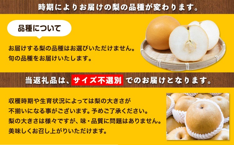 岡山県産 秀品 旬の梨 約2.5kg 2~6玉前後 梨 秀品 新高 愛宕 スイーツ