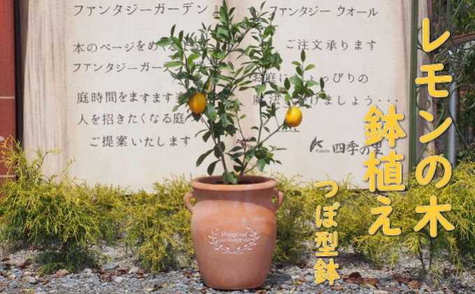 苗木 レモン レモンの木 鉢植え つぼ型 テラコッタ鉢 植物 ガーデン